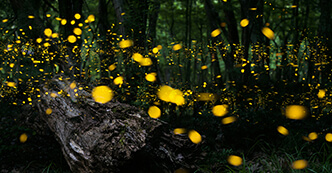 Catching Fireflies: Rogue Applications and Your IT Environment
